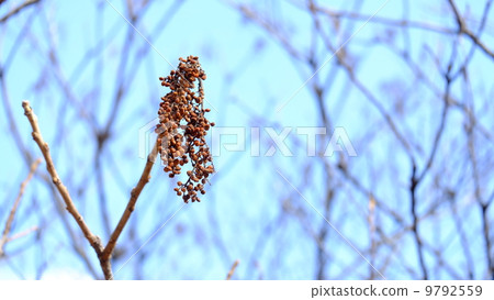 Karasanzan Show 9792559