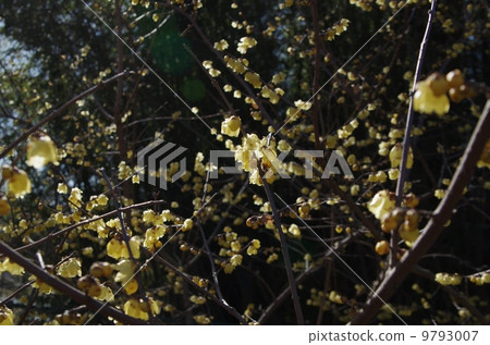 Spring is coming soon! Deaf plum 9793007