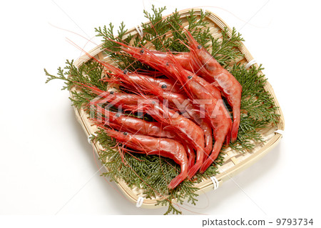 北極蝦 9793734