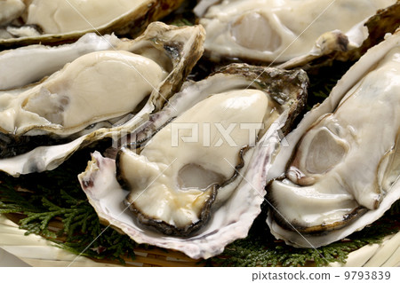 Oyster Oyster 9793839