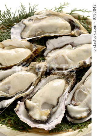 Oyster 9793842