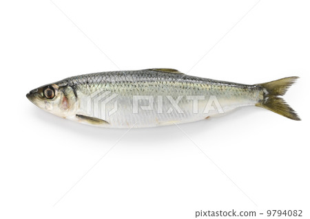 Herring Herring 9794082