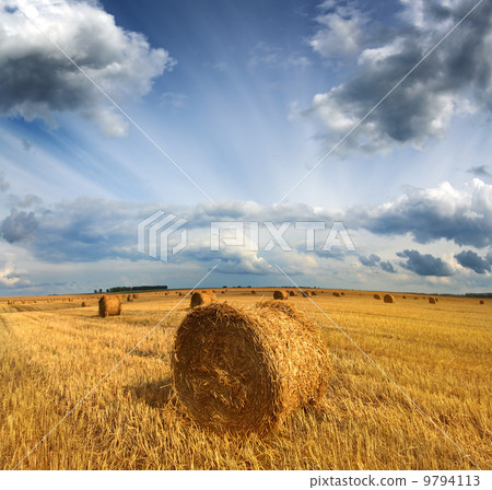 harvested bales of straw in field 9794113