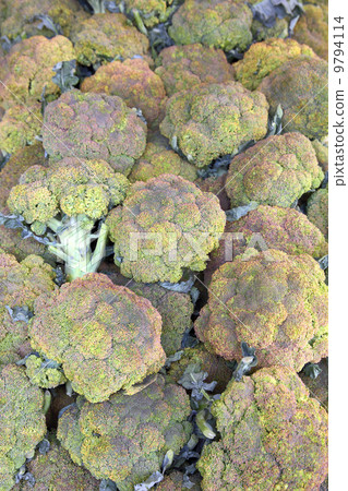 lot of green cauliflower lot of green cauliflower 9794114