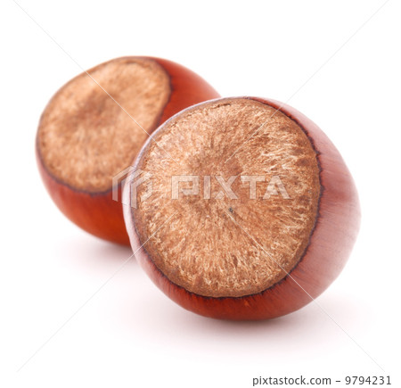 hazelnut or filbert nut isolated on white background cutout 9794231