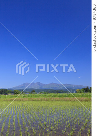 Rural landscape · Paddy field after rice planting 9794360
