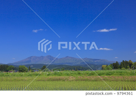 Rural landscape · Paddy field after rice planting 9794361