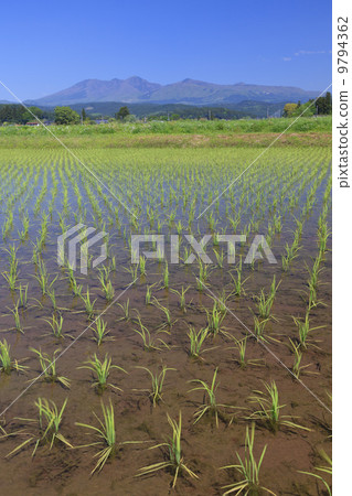 Rural landscape · Paddy field after rice planting Rural landscape · Paddy field after rice planting 9794362