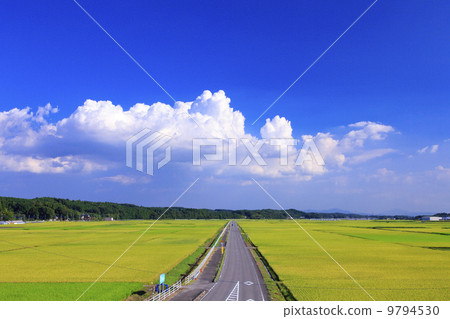 鄉村景觀·直的農場公路和金色的稻田 9794530