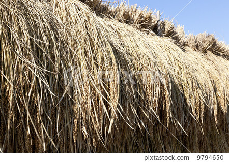 Rural landscape · Rain-headed rain sun-dried sun 9794650