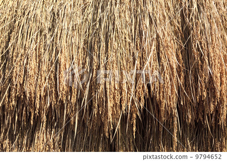 Rural landscape · Rain-headed rain sun-dried sun Rural landscape · Rain-headed rain sun-dried sun 9794652