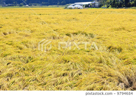 Rural landscape · Rice collapsed in the rain 9794684
