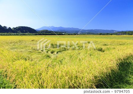 Fruitful Autumn · Golden golden paddy field Fruitful Autumn · Golden golden paddy field 9794705