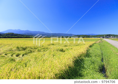 Fruitful Autumn · Golden golden paddy field Fruitful Autumn · Golden golden paddy field 9794706