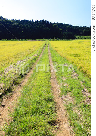 Fruitful Autumn · Golden golden paddy field Fruitful Autumn · Golden golden paddy field 9794707