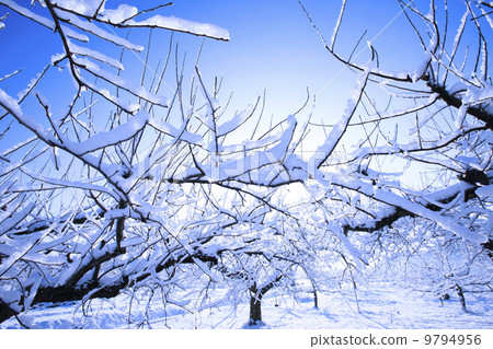 Winter apple field 9794956