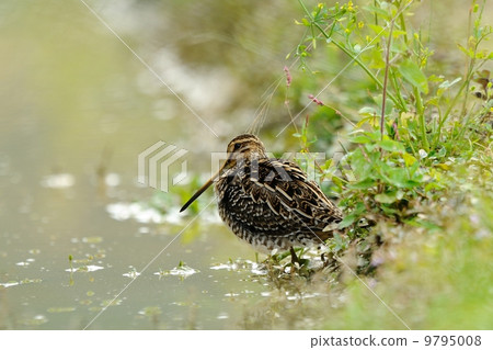 Tashigi Tashigi 9795008