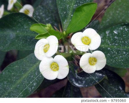 Hanakilin Hanakilin 9795060