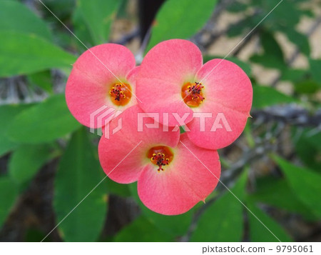 Hanakilin Hanakilin 9795061