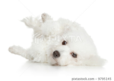 Bichon Frise dog resting Bichon Frise dog resting 9795145
