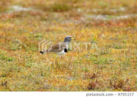 凱利 凱利 9795157