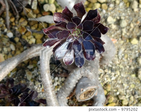 Black lawyer 9795202