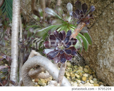 Black lawyer 9795204