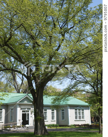 Fresh green Elm school Fresh green Elm school 9795807