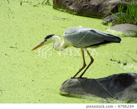 Heron aiming for prey 9796284