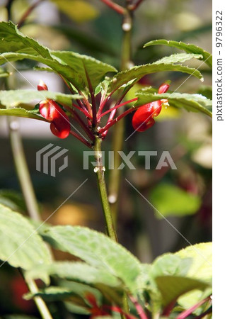 Impatiens · Niam Near mentis Impatiens · Niam Near mentis 9796322