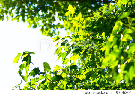 Suzukake leaf brilliance summer image 9796804