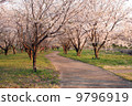 Cherry Blossoms	 9796919