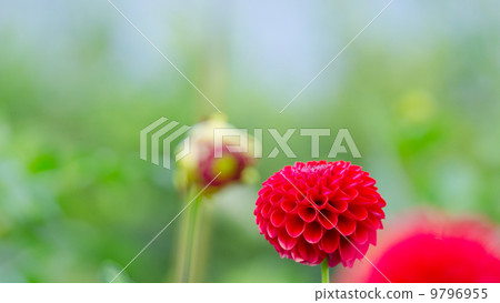 大麗花16：9 9796955