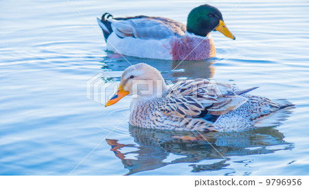 水禽16:9 水禽16:9 9796956