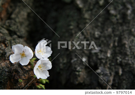 Cherry Blossoms Cherry Blossoms 9797014