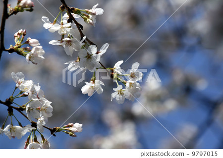 Cherry Blossoms   9797015