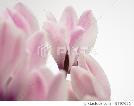 溫柔的粉紅色仙客來 9797025