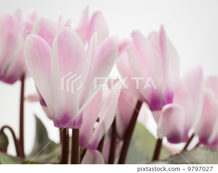 Beautiful cyclamen 9797027