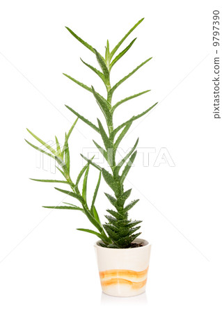Aloe vera in a pot 9797390