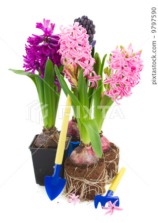 Gardening tools with hyacinth  9797590