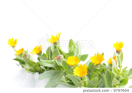 顏色冬天的橙色小花 9797604