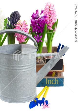 Watering can with hyacinth Watering can with hyacinth 9797625
