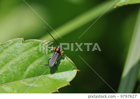 Kikusui Kamikiri Kikusui Kamikiri 9797627