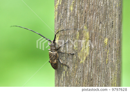 Lady Beetle Kamikiri Lady Beetle Kamikiri 9797628