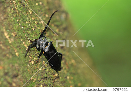 Saw beak camellia 9797631