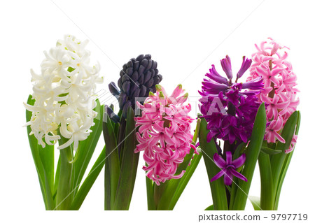 hyacinth flowers hyacinth flowers 9797719