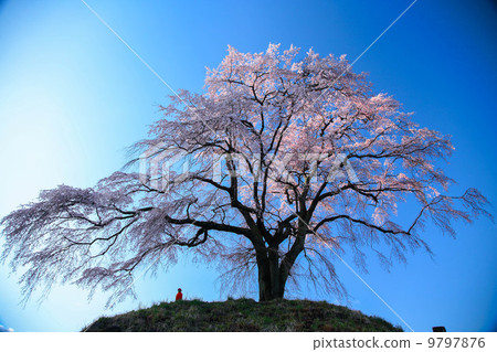 Ikko cherry tree 9797876