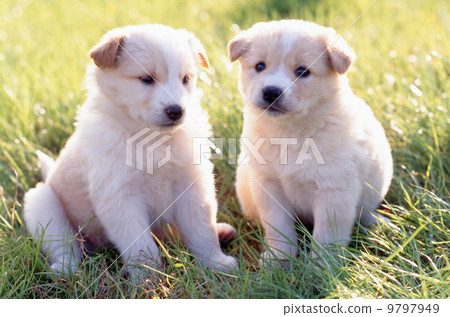 Cute little puppy Cute little puppy 9797949