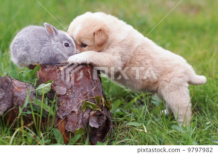 Good friends cute puppy and rabbit Good friends cute puppy and rabbit 9797982