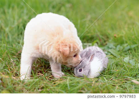 Good friends cute puppy and rabbit 9797983